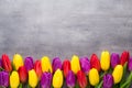 Multicolored spring flowers, tulip on a gray background.