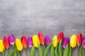 Multicolored spring flowers, tulip on a gray background.