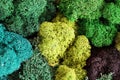 Multicolored stabilized moss for ecological interior design close up