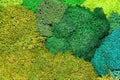 Multicolored stabilized moss for ecological interior design close-up Royalty Free Stock Photo