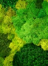 Multicolored stabilized moss for ecological interior design close up Royalty Free Stock Photo