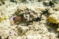 Multicolored striped angelfish in the waters of the Red Sea. The fish floats on the bottom among the corals.