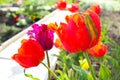multicolored terry tulips on a flower bed. spring flower bed. Royalty Free Stock Photo