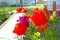 multicolored terry tulips on a flower bed. spring flower bed. beautiful tulips Royalty Free Stock Photo