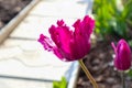 multicolored terry tulips on a flower bed. spring flower bed. Royalty Free Stock Photo