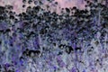 Multicolored textuerd background with copy space. Abstract backdrop in black, violet and pink colors and tones. Blurred