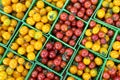 Multicolored tomatoes, pattern of yellow, red and orange cherry tomatoes