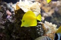 Multicolored tropical fish swimming in aquarium