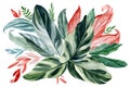 Multicolored tropical leaves on isolated white background, watercolor botanical painting, Exotic flowers. Vintage floral
