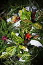 Multicolored tropical plants with stiff shadows