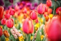 Multicolored tulip field at spring