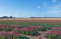 Multicolored tulip fields in the northern province of the Netherlands