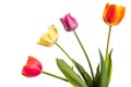 Multicolored tulip flowers isolated on white