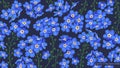 Large floral background with blue forget-me-not flowers in wallpaper for computer desktop, tablet, cell phone, social media covers Royalty Free Stock Photo