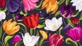 Vector background with multicolored tulip flowers.