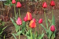 Multicolored tulips bloom in a flower bed on a sunny spring day Royalty Free Stock Photo