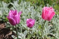 Multicolored tulips bloom in a flower bed on a sunny spring day Royalty Free Stock Photo