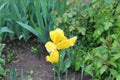 Multicolored tulips bloom in a flower bed on a sunny spring day Royalty Free Stock Photo