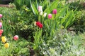 Multicolored tulips bloom in a flower bed on a sunny spring day Royalty Free Stock Photo