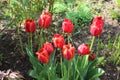 Multicolored tulips bloom in a flower bed on a sunny spring day Royalty Free Stock Photo