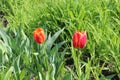 Multicolored tulips bloom in a flower bed on a sunny spring day Royalty Free Stock Photo