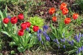 Multicolored tulips bloom in a flower bed on a sunny spring day Royalty Free Stock Photo