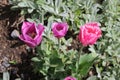 Multicolored tulips bloom in a flower bed on a sunny spring day Royalty Free Stock Photo