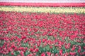 Multicolored tulips field in the Netherlands Royalty Free Stock Photo