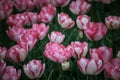 Multicolored tulips field in the Netherlands Royalty Free Stock Photo