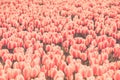 Multicolored tulips field in the Netherlands Royalty Free Stock Photo