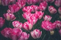 Multicolored tulips field in the Netherlands Royalty Free Stock Photo