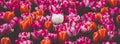 Multicolored tulips field in the Netherlands Royalty Free Stock Photo