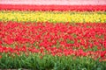 Multicolored tulips field in the Netherlands Royalty Free Stock Photo