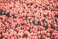 Multicolored tulips field in the Netherlands Royalty Free Stock Photo