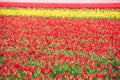 Multicolored tulips field in the Netherlands Royalty Free Stock Photo