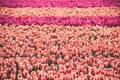 Multicolored tulips field in the Netherlands Royalty Free Stock Photo