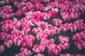 Multicolored tulips field in the Netherlands Royalty Free Stock Photo