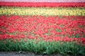 Multicolored tulips field in the Netherlands Royalty Free Stock Photo