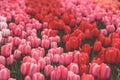 Multicolored tulips field in the Netherlands Royalty Free Stock Photo