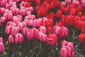 Multicolored tulips field in the Netherlands Royalty Free Stock Photo