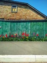 Multicolored tulips in the garden