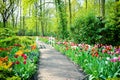 Multicolored tulips in Keukenhof Gardens Royalty Free Stock Photo