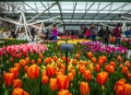 Multicolored tulips in Keukenhof orangery