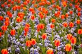 Multicolored tulips and pansy