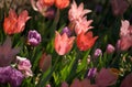 Multicolored tulips in the sunlight