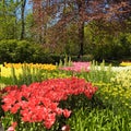 Multicolored tulips, trees and flowers in spring in the Keukenho Royalty Free Stock Photo