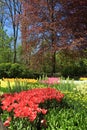 Multicolored tulips, trees and flowers in spring in the Keukenho Royalty Free Stock Photo