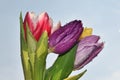 Multicolored tulips