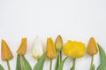 Yellow tulips on whithe background Royalty Free Stock Photo