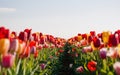 Generative-AI, Multicolored Tulips in a wide field, with the flowers in sharp focus and the clear sky